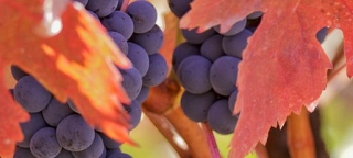 A uva, fruto do vinho 